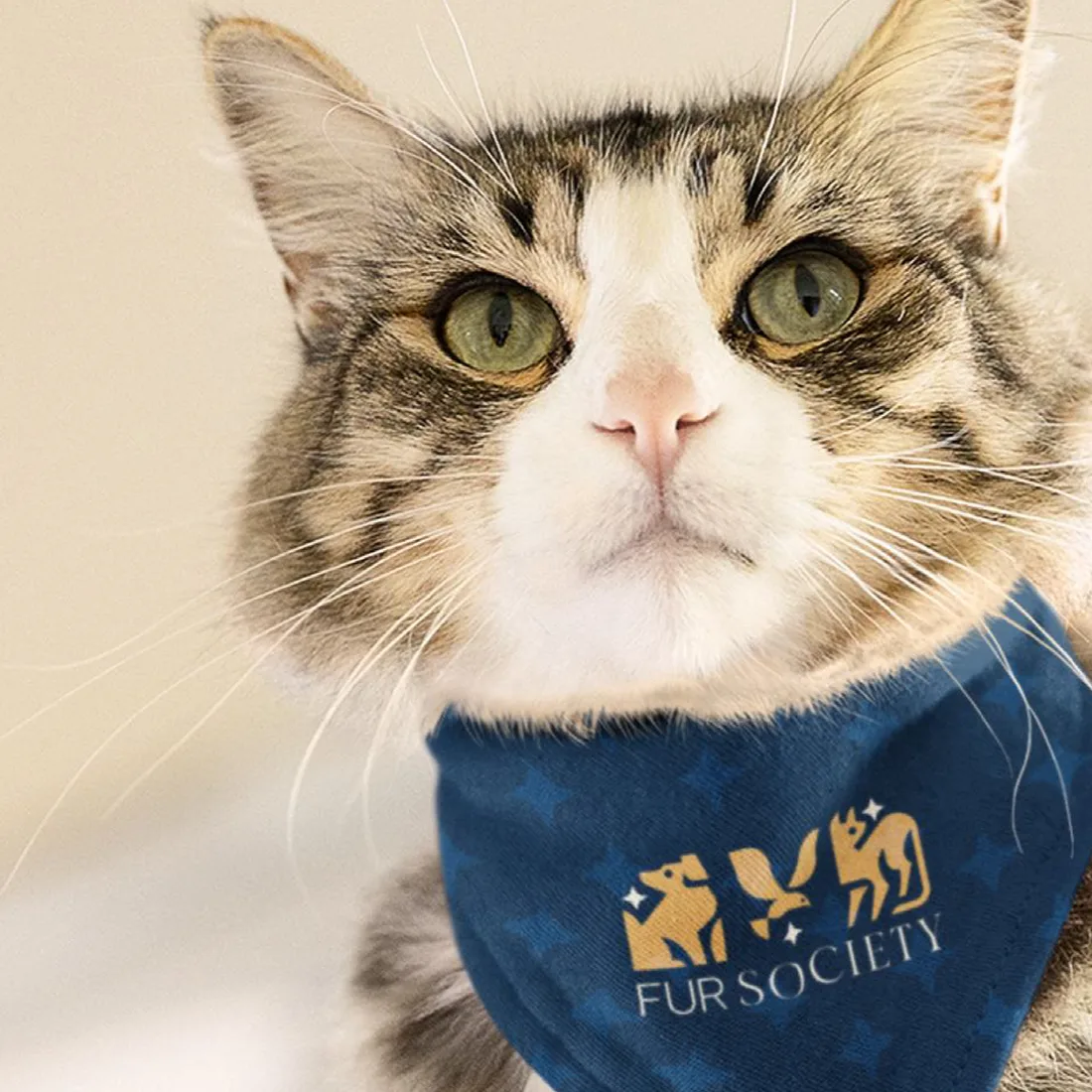 Cat wearing a FUR Society bandana