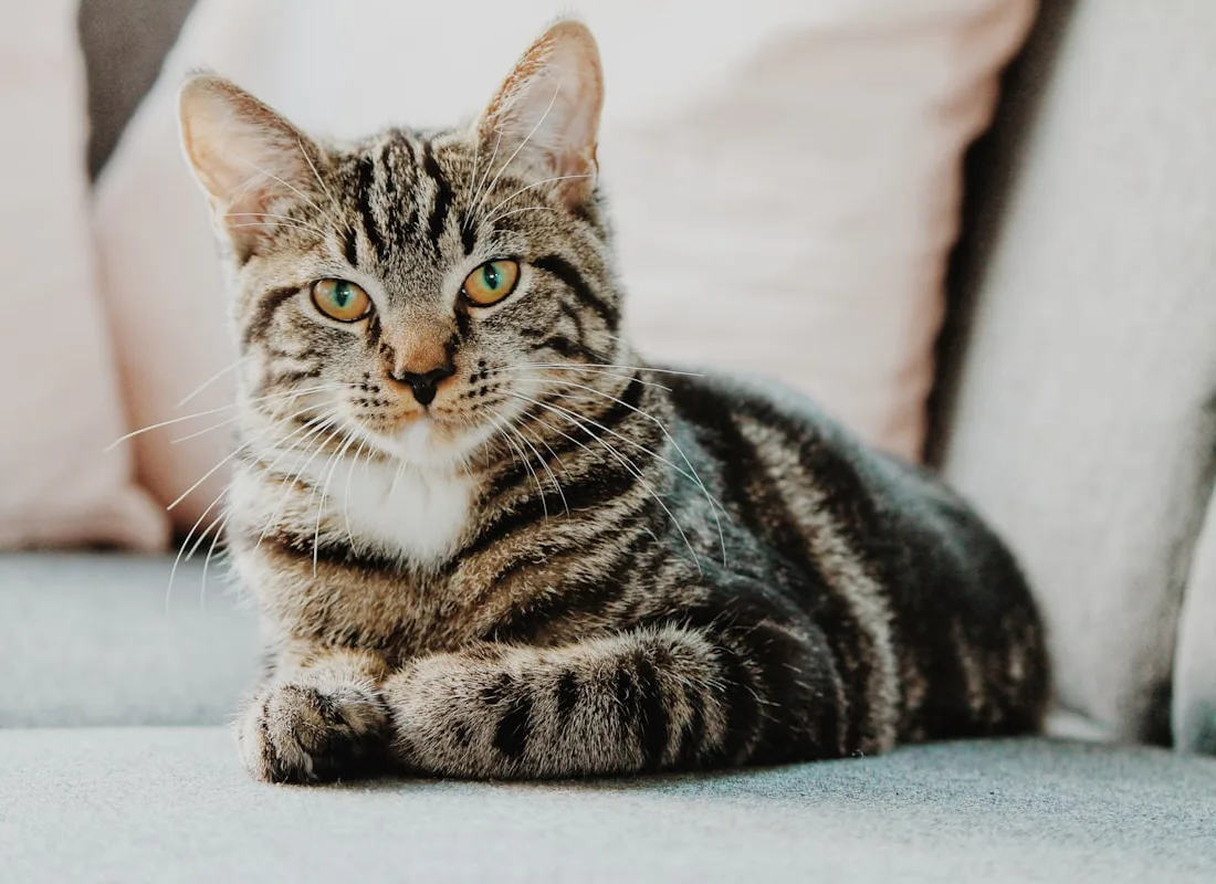 Making grooming a stress-free experience for anxious pets