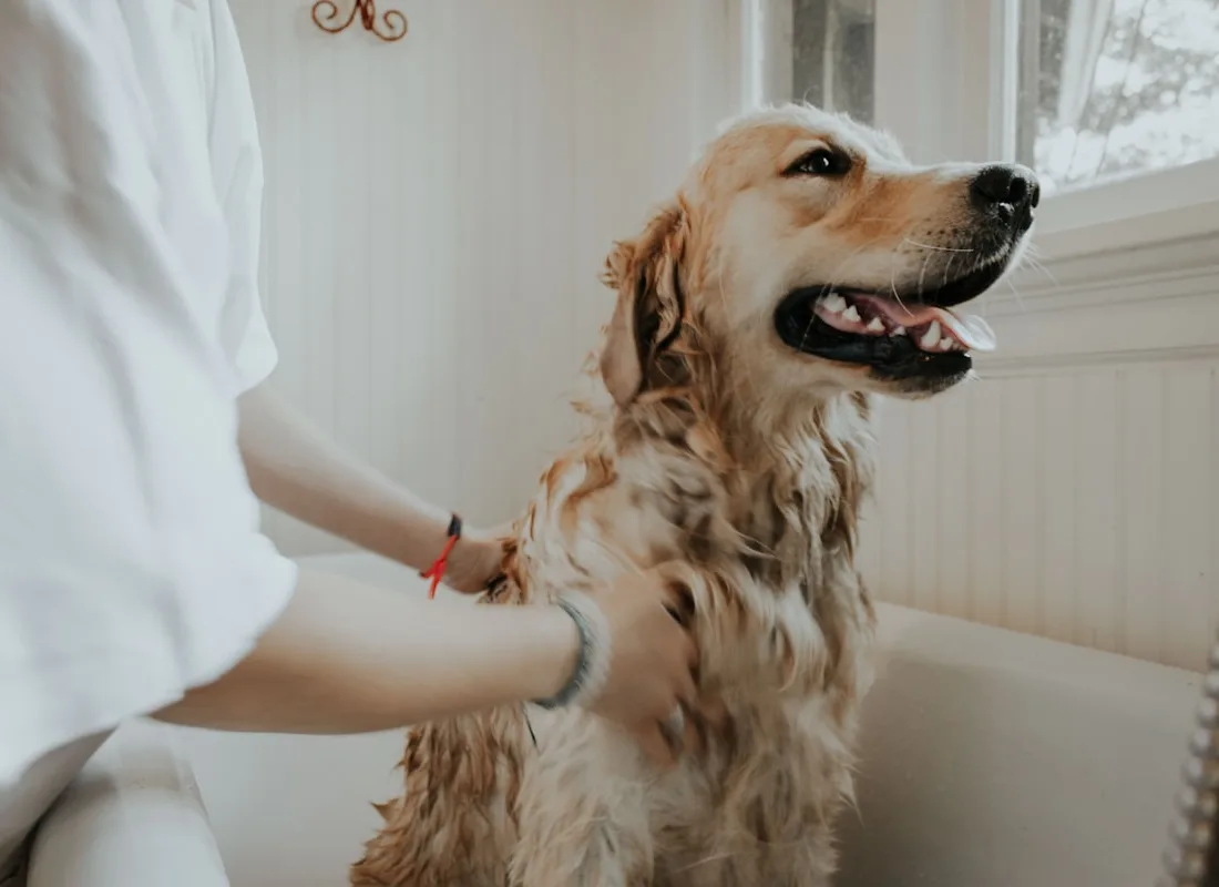 How to keep your pet's coat healthy between grooms