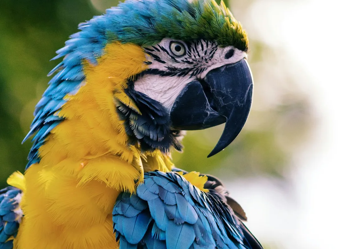 Bird Grooming