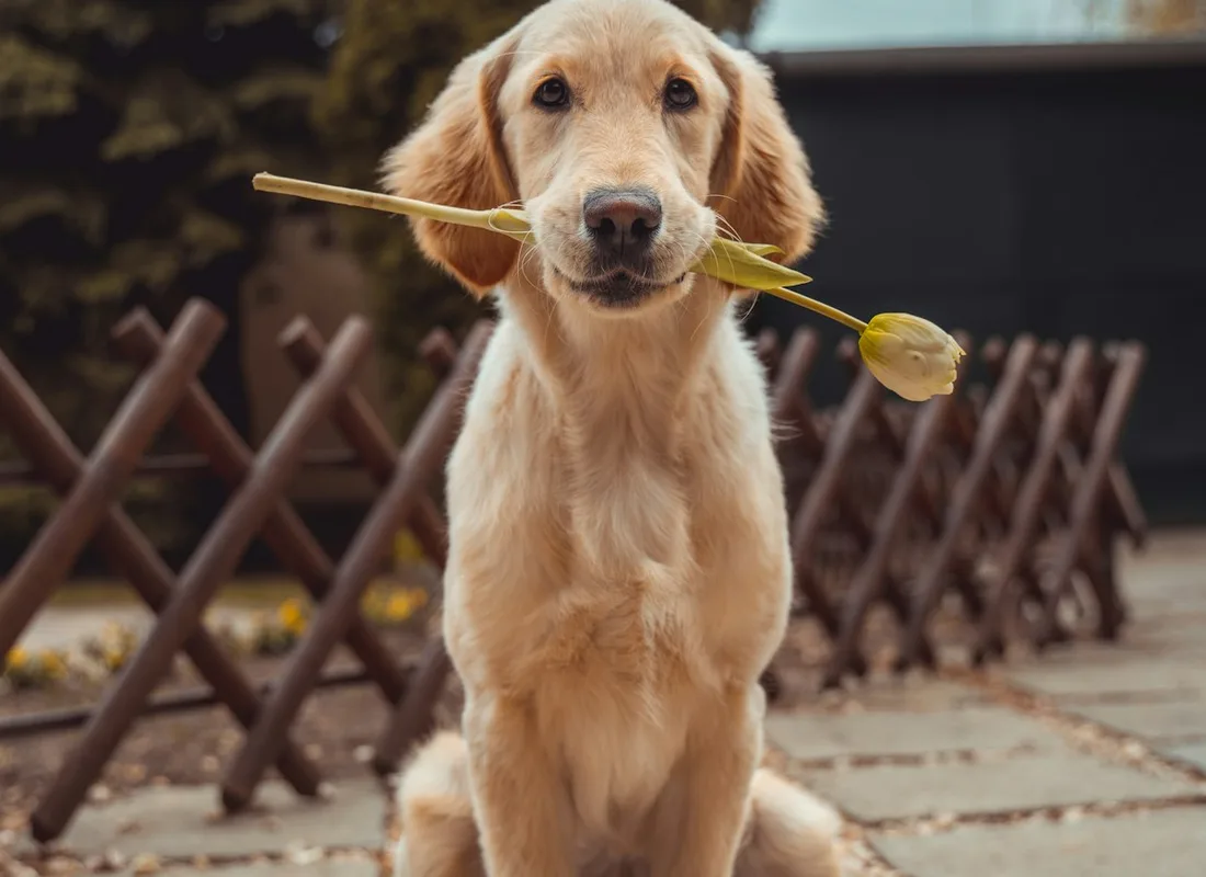 How often should you groom your dog, cat or bird?
